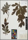 Foto von Salix appendiculata Vill.